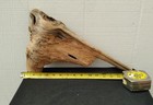 Pine Knot For Wood Carving