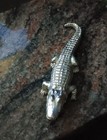 Vintage Mechanical Gator  Roach Clip   Silver Tone