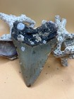 4 1    Megalodon Tooth From A 41    Prehistoric Shark  Great Size