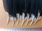 Large Black white Wing Feathers Collection Wild Bird Art Craft Materials Diy 