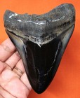 Megalodon Shark Tooth - 4 29  - Real Fossil -  Shark Teeth - No Restorations