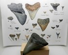Large Real Megalodon Prehistoric Shark Serrated Natural Tooth Dinosaur Fossil