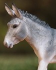 Breyer Premier Club 2026 Pre-sale Flapjack Donkey Only