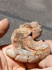 Agatized Aturia Angustata Nautiloid Fossil  Washington State