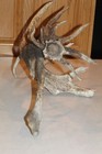 Droptine Drop Tine Whitetail Deer Shed Antler Mule Log Cabin Decor Taxidermy