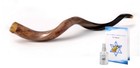 40  Large Jewish Shofar Full Polish Yemenite Kudu Horn Synagogue Israel Temple