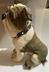 Large Cute English Bulldog With Spike Collar Deposit Resin 12    Tall Doorstop 
