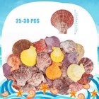 30  Pcs Natural Scallop Shells 1 5 -2 5  Colorful Seashells For Crafts