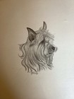 Cairn Terrier Dog Black White Pencile Drawn Print By Phyllis Atadero