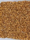 Live Mealworms-5000ct-fast Shipping