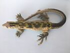 Imperial Lizard Gecko Reptile  Large  9  