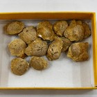 Natural Fossilized Sea Urchins Echinoid Fossils Specimens - 12 Pieces -