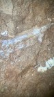 Placoderm Fossil - Prep Your Own Fossil Fish-devonian Era