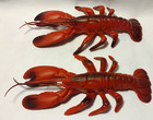2 Plastic Lobster Resturant Decor Prop Seafood Toy Display Euc Blow Mold B2