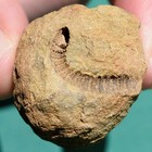 Crinoid  Myelodactylus Sp   Bolivia Devonian Crinoid Fossil