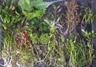 50  Plants Live Freshwater Aquarium Plants Bundle Pick 5 Plus 5  Bonus Species