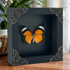 Real Butterfly Taxidermy Framed Cethosia Cyane Orange Lacewing Wall Art Decor