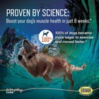 Ursolyx Canine Muscle Support Soft Chews     Helps Maintain Strength - Free Shipng