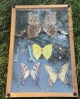 Framed Butterflies Blue Morpho Anaxibia Real Insect Taxidermy Display