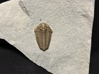 Trilobite-killer Waldron Shale Calymene Breviceps From Indiana-fossils Crinoid