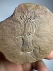 Mazon Creek Crayfish Fossil Mamayocaris Jaskoskii Pit 11 Braidwood  Illinois