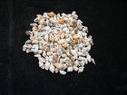 1 4 Lb Tiny Mixed Nassa Mini Shells  1 4-5 8   Beach Arts Crafts Hobby Filling