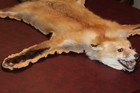 Red Fox Mount Rug Tanned Leather Taxidermy Fur Hide Pelt