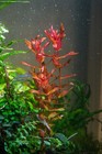 3 Stems Rotala Macrandra  rose  - Submersed Grown Aquarium Plant