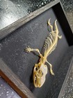 Real Framed Blue Tongue Skink Taxidermy   Skeleton
