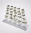 Raw Moldavite 1 Gram Lot In Gem Jar Genuine Czech Republic Natural Raw Moldavite