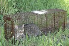 30ltd Humane Live Animal Trap  Easy   Safe Catch   Release 30  L X 11  H X 9  W