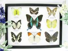 9 Beautiful Butterflies In Xl Showcase  Framed  Real  Taxidermy - A-09-blumei-06