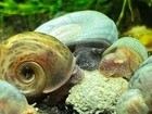 Seven Live Blue Leopard Ramshorn Snails - Uncommon Color   Freshwater Aquarium  