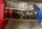 Giant Super Colony Of Tapoma Sessile