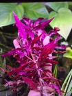 Alternanthera Reineckii Rosaefolia - Live Aquatic Plants - Freshwater Stem Plant