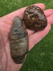 2 Preserved Mosasaur Coprolite  fossilized Poop  Ozan Fm Tx