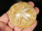 Polished 150 Million Year Old  Sand Dollar Fossil Madagascar 90 0gr