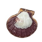 Large 5 5    Iridescent Pacific Lions Paw Scallop Shell