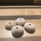 4 Pcs Small Pink Sea Urchins Sea Shell Beach Craft 1  - 1 1 4 