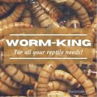 Live Mealworms -1000- Reptile Food-free Shipping  