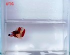 Betta Nemo Multi Male Live Fish High Quality 14