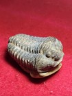 2  Flexicalymene Trilobite Fossil Ordovician Period Morroco 