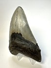 3 Inch Real Megalodon Shark Tooth Fossil Extinct Giant Genuine Gray Huge Teeth
