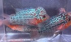 Flowerhorn Super Red Dragon 4-5    Live Fish