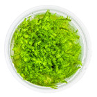 Stringy Moss Aquarium Freshwater Live Plants