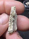 Rare Texas Miocene Turtle Shell From Pointblank Texas Wolf Family Collection