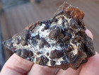 Botryoidal Fossil Coral Geode Fragment Ga Agate Amber Display Cabbing Gem Wc44
