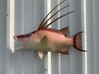 21  Hogfish  hog Snapper  Two Sided Fish Mount Replica - Ships In 2 Weeks