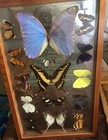 15 Real Butterfly Moth Display Taxidermy Double Glass Shadow Box Frame Rare