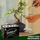 5 Complete Bonsai Tree Indoor Starter Kit Gardening Potted Plant Growing Diy Usa
